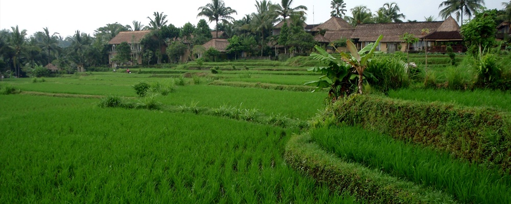 Ubud Rice Paddy Fields - Bali Indonesia (12)